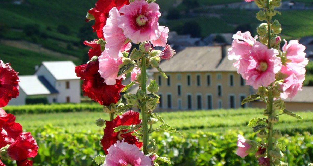 Fleur montagne savoie haute-savoie