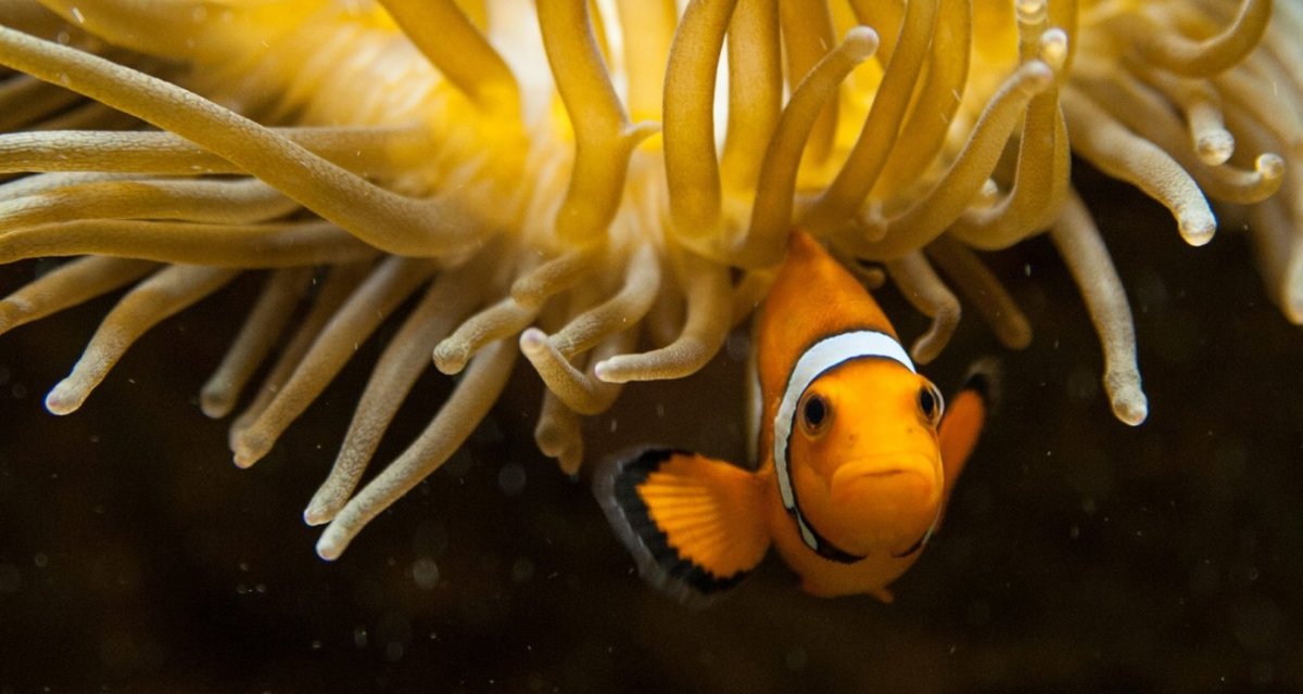 Aquarium de Limoges