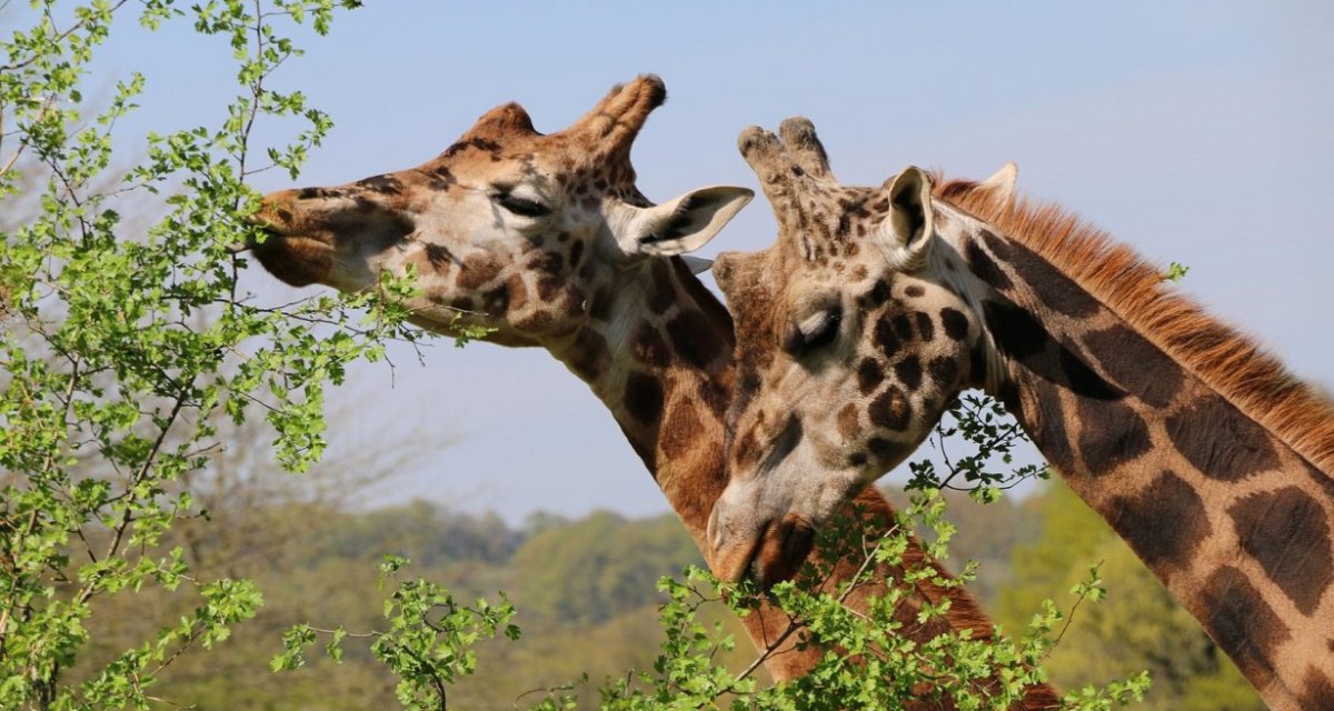 Parc zoo Reynou