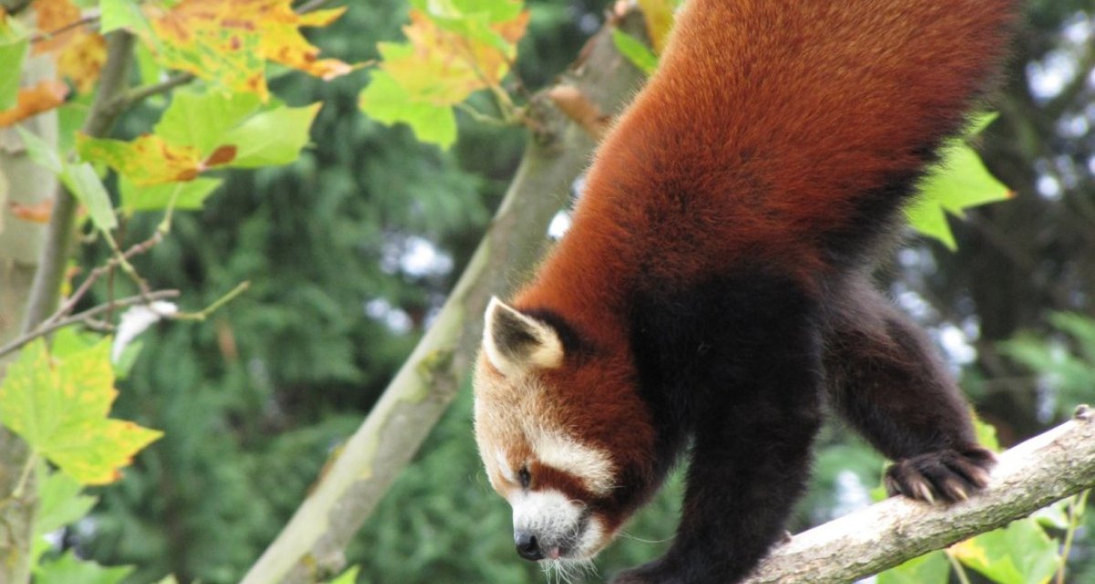 Panda Roux Zoo de Beauval
