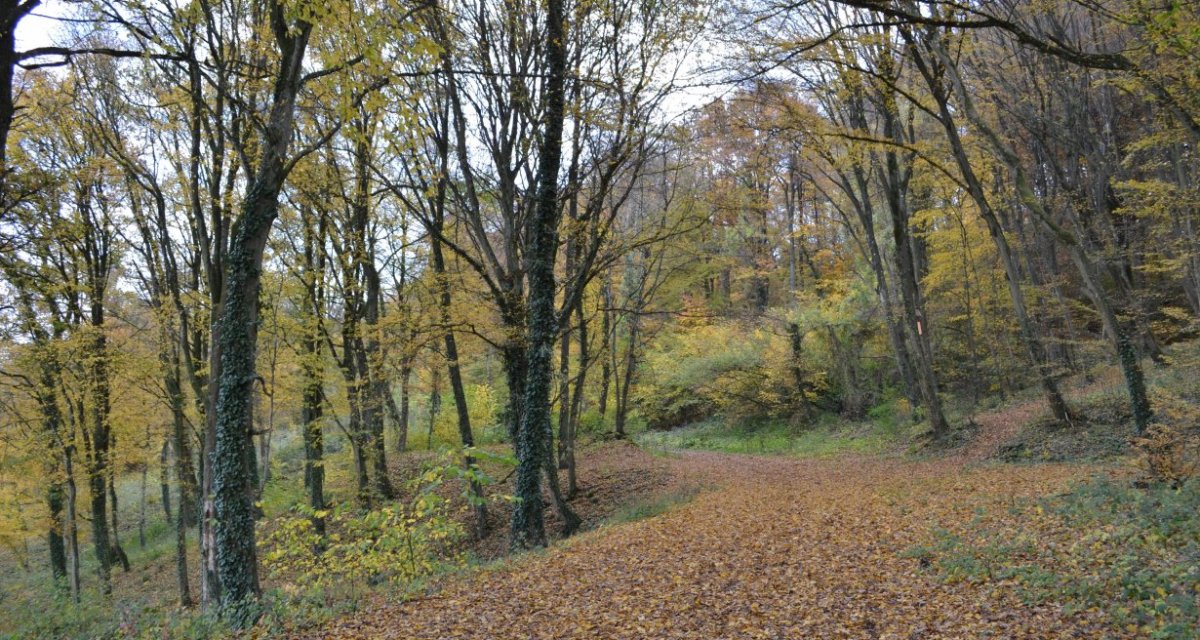 Forêt marne