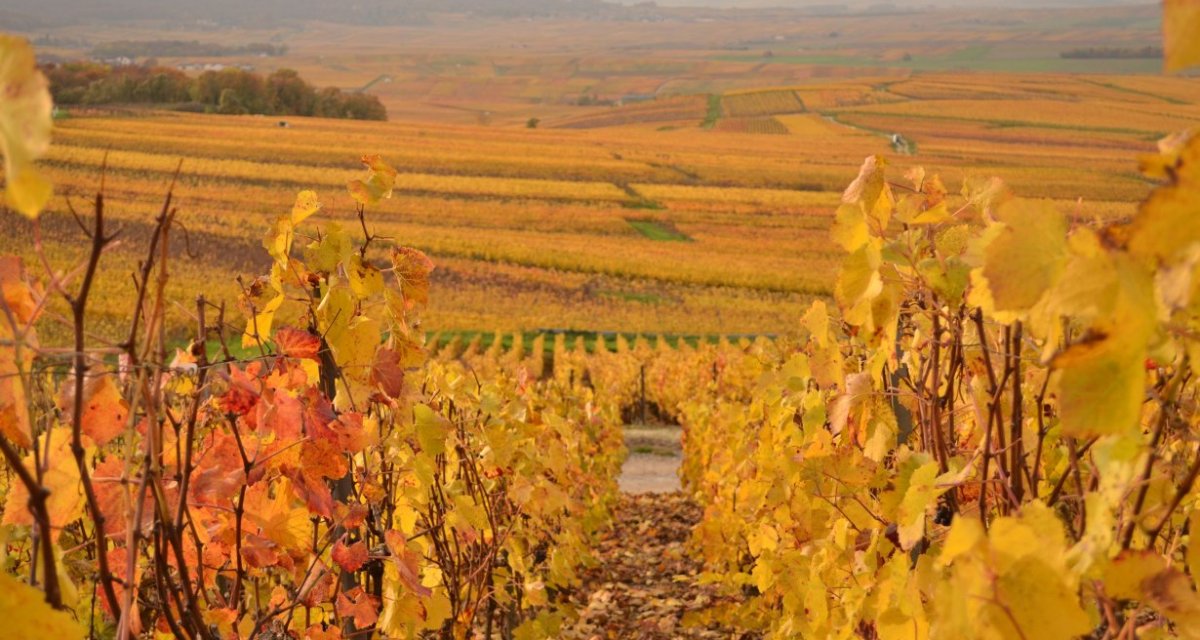 Paysage vignes marne