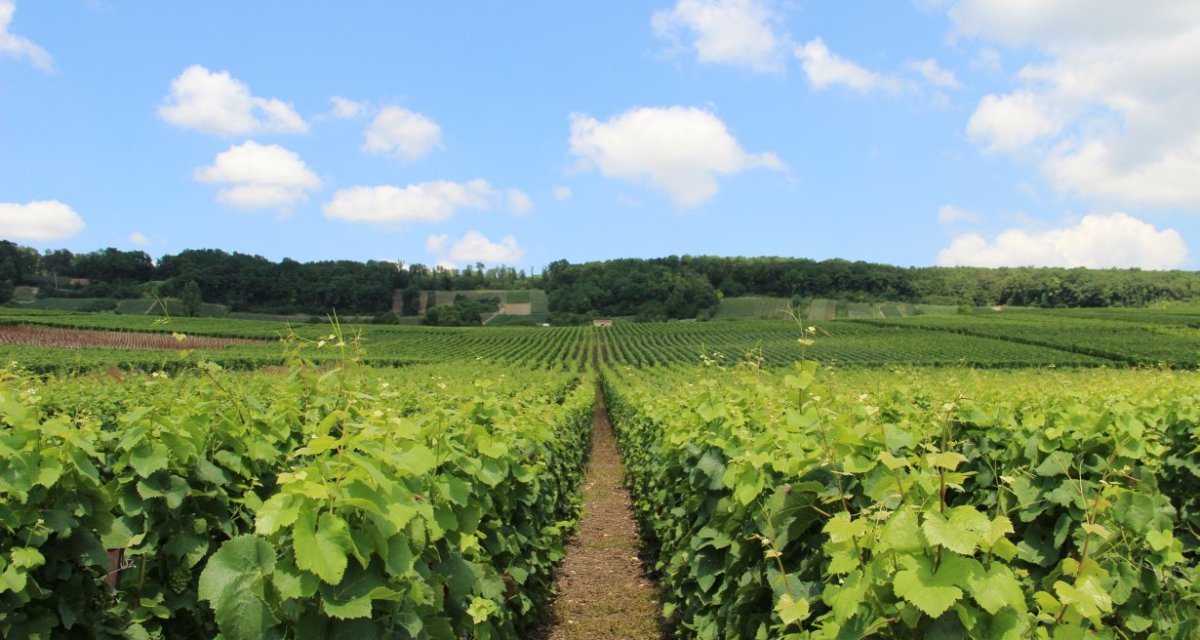 Vignobles Venteuil