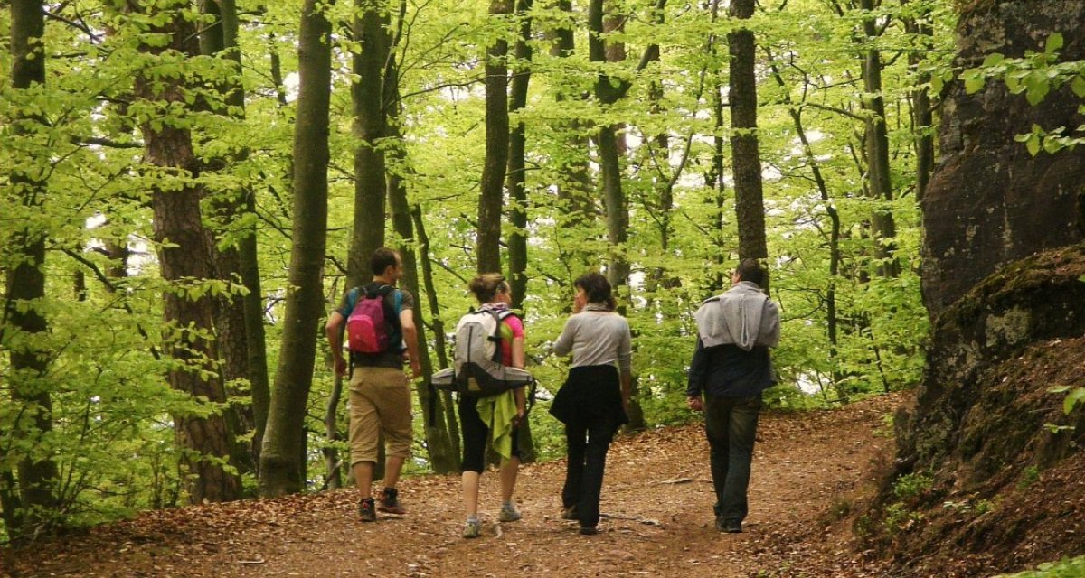 Randonnée bois vosges