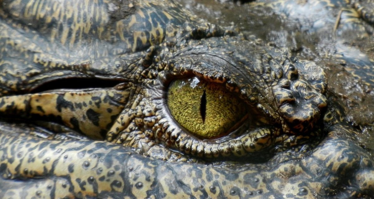 Crocodile Reptiland lot