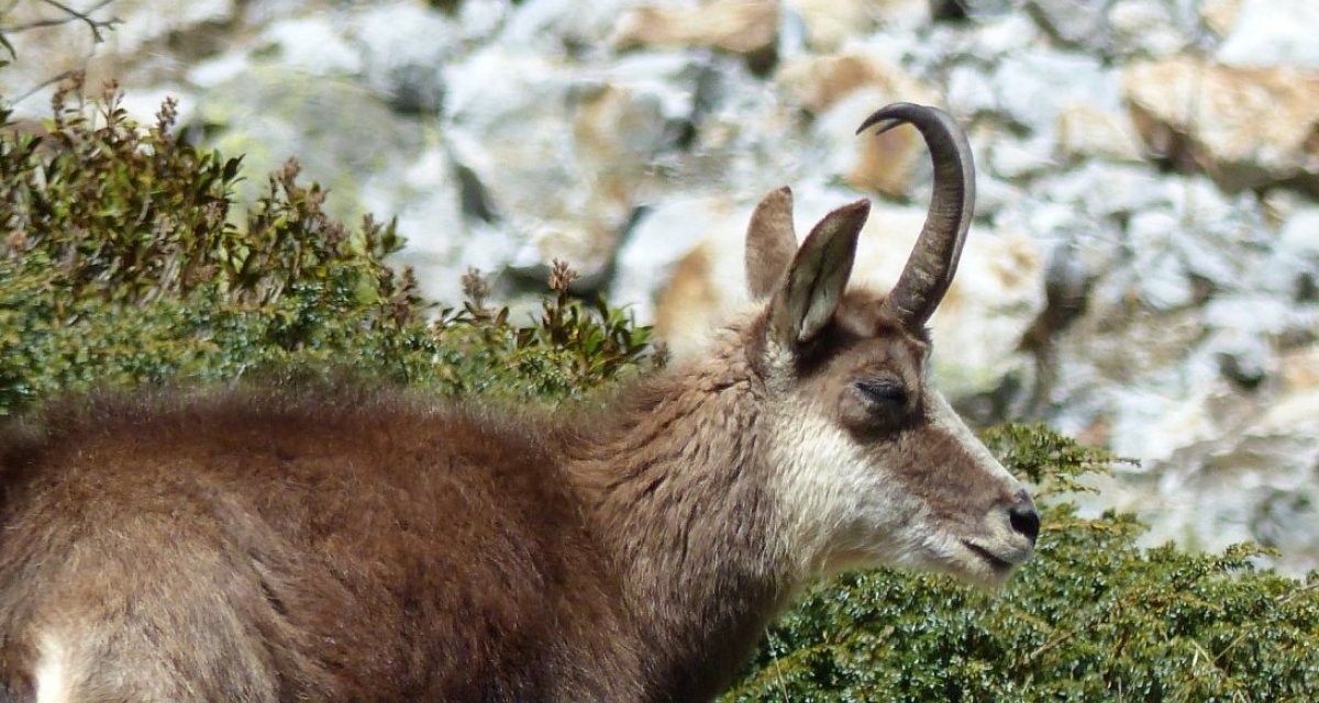 Bouquetin chamois hautes-alpes