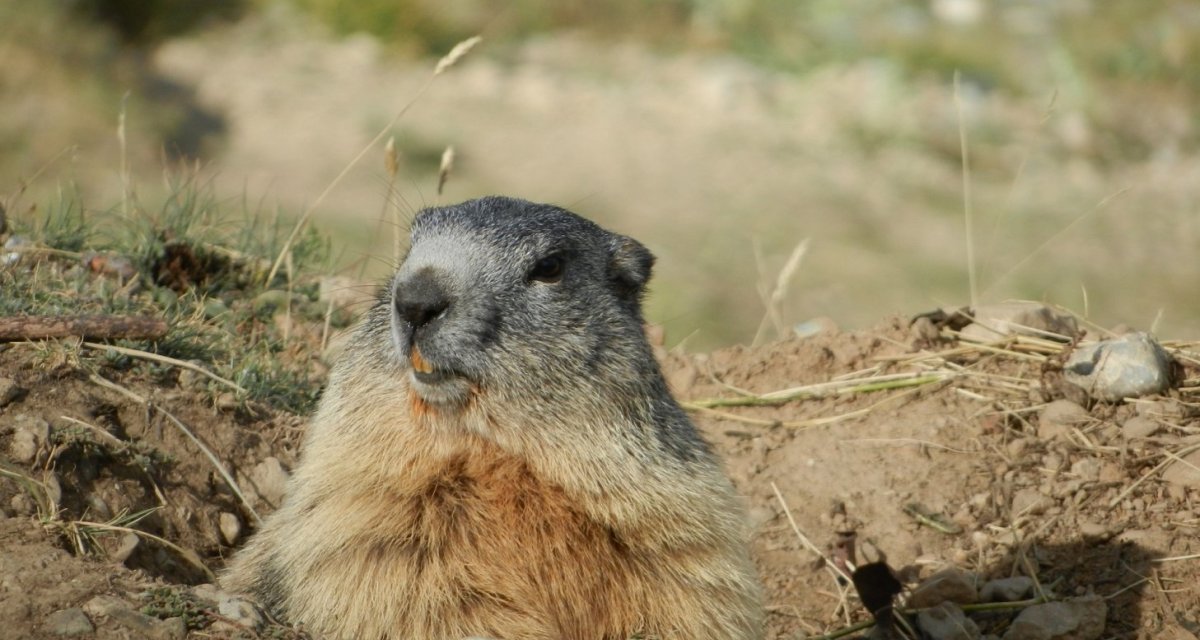 Marmotte hautes-alpes