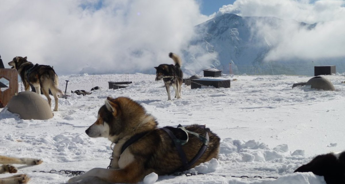 Husky traineau hautes-alpes