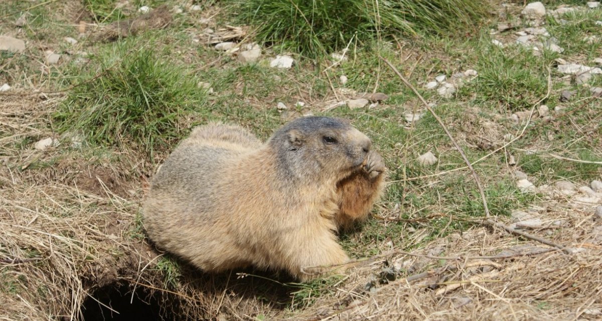 Marmotte alpes