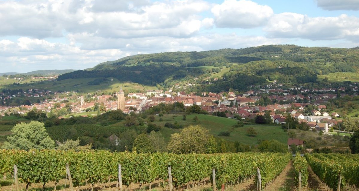 Ville d'Arbois depuis les vigne