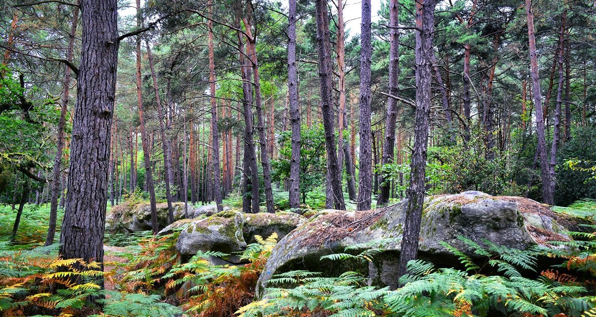 Forêt de Fontainebleau