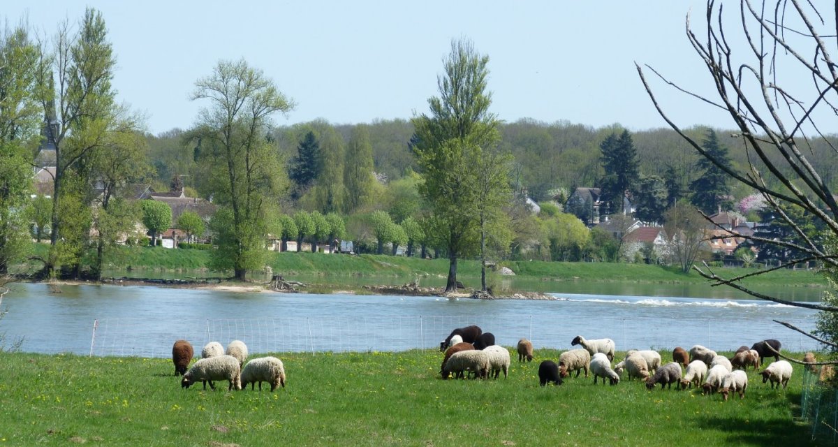 La Loire près de Châtillon-sur-Loire