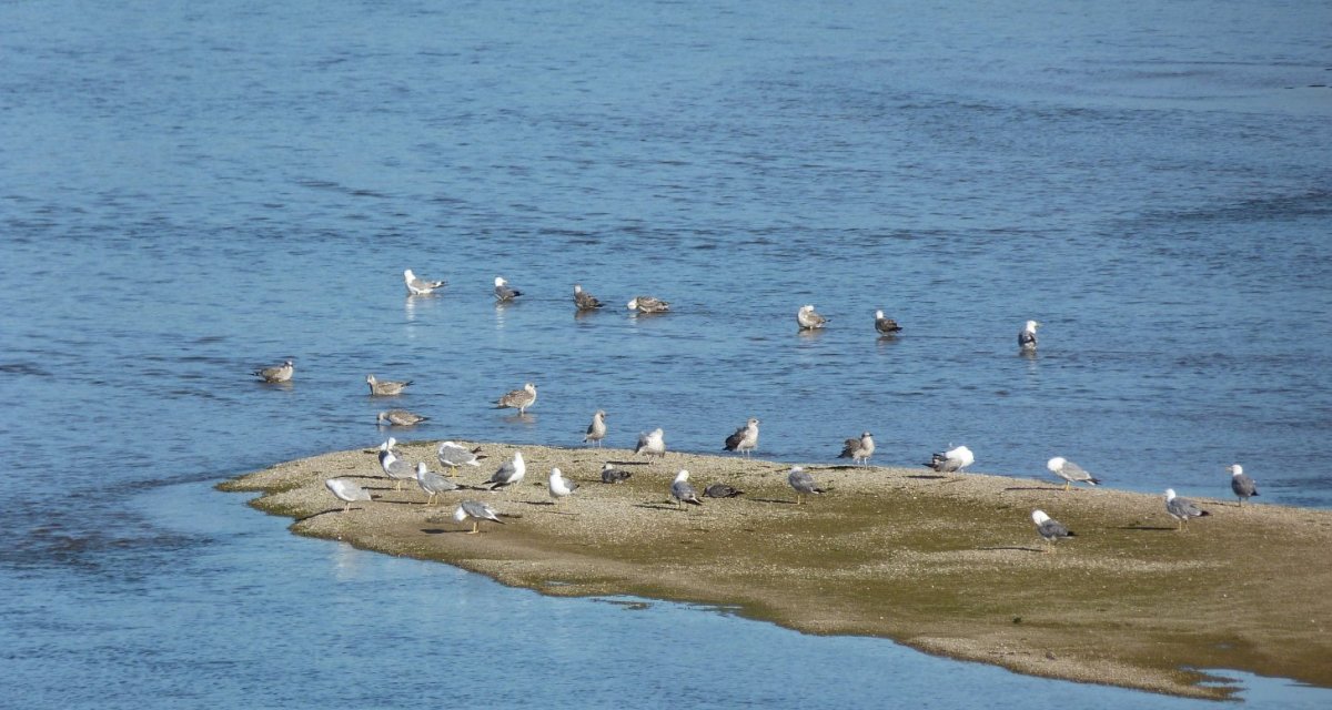 La Loire à Saint-Jean-de-Braye