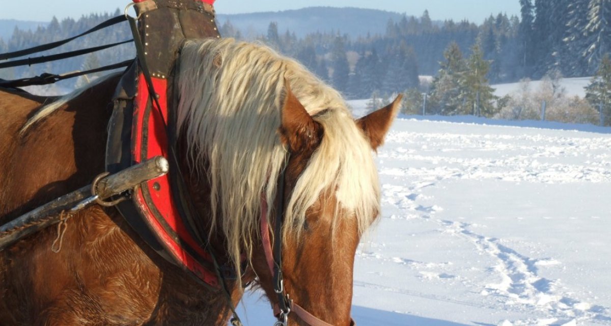 Cheval neige doubs