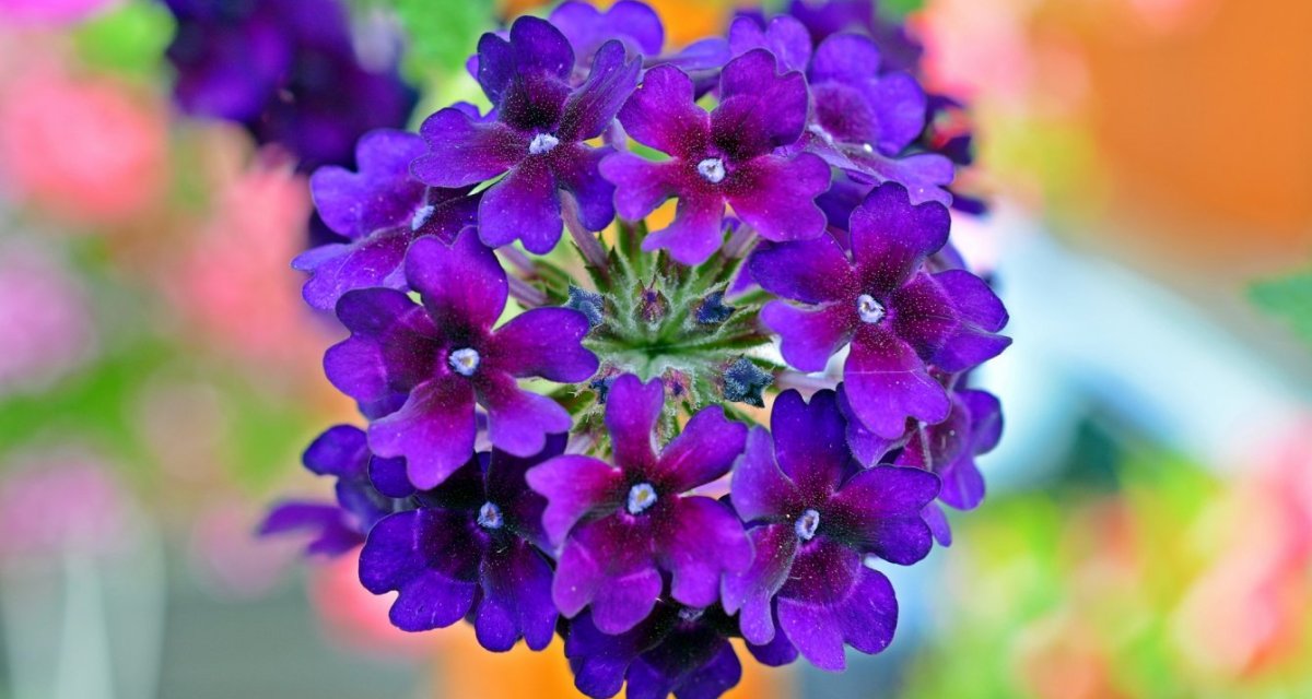Verveine Haute-Loire