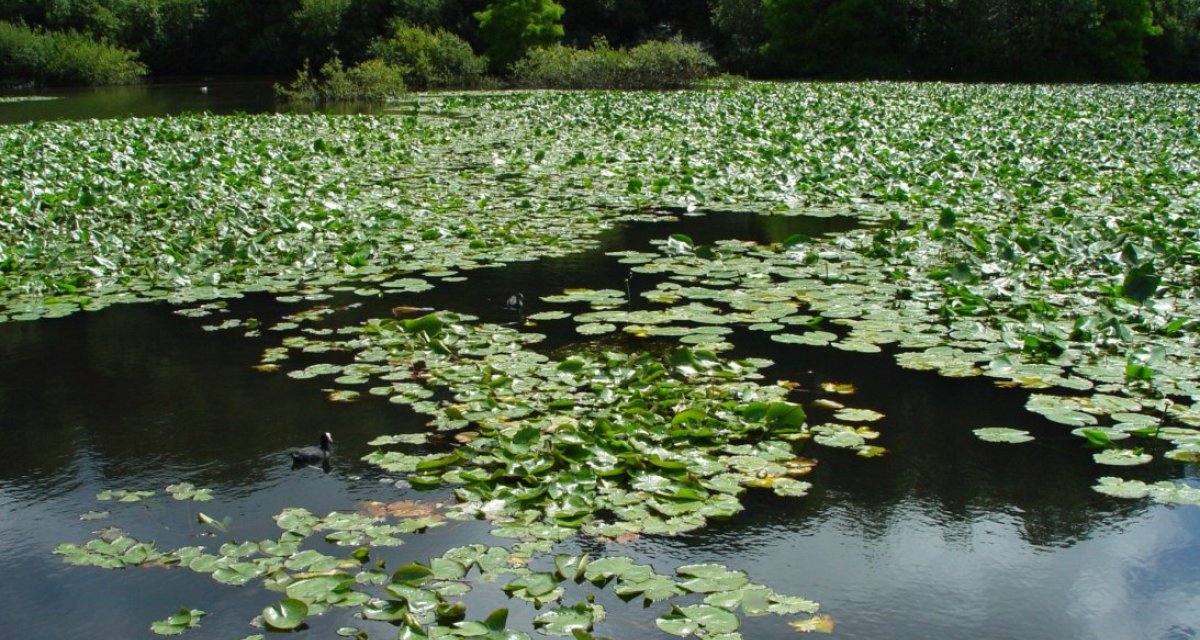 Marais parc finistère