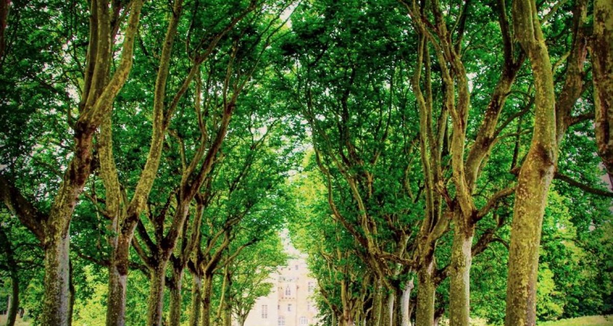 Allée château finistère