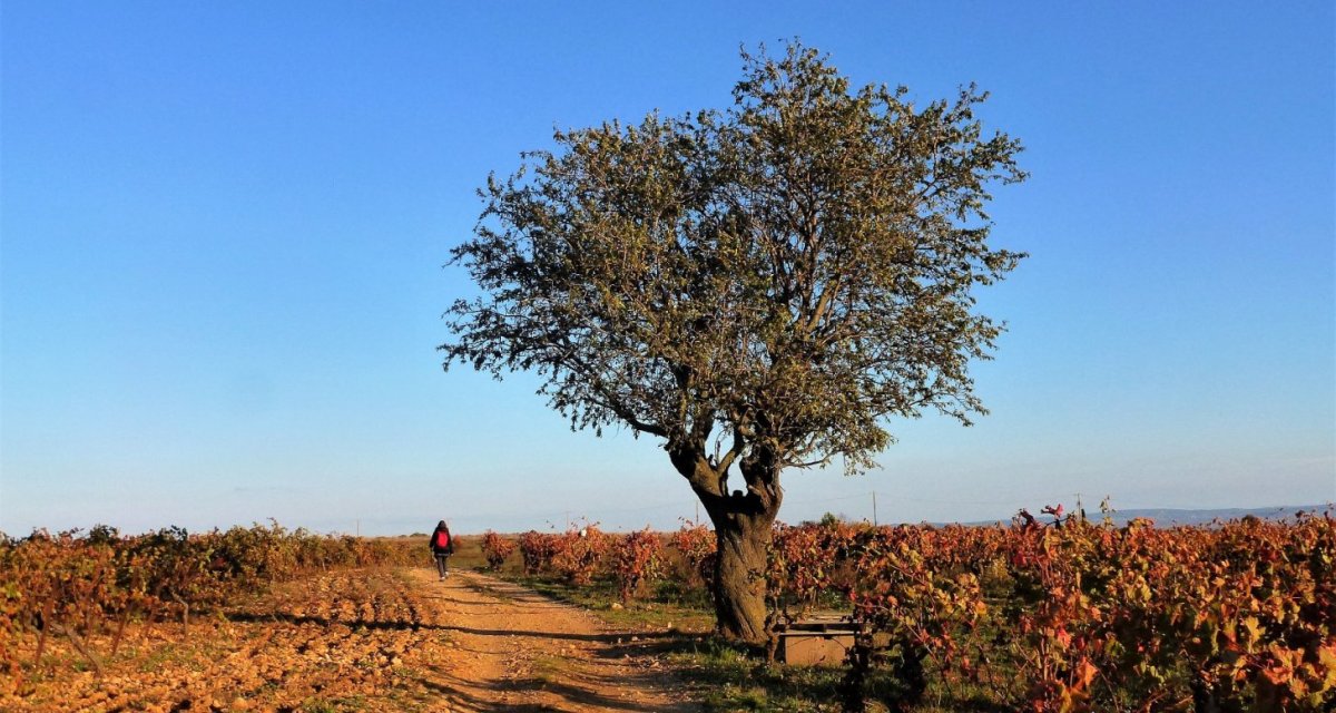 Vignes Aude