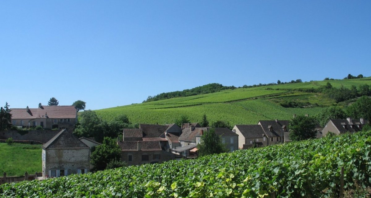 Vignes Bourgogne
