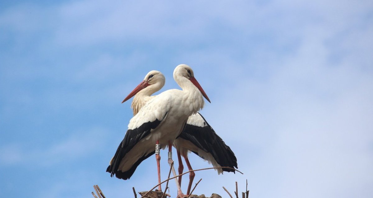 Cigogne alsace
