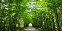 Forêt domaniale de Senonches