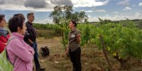 visite commentée dans le vignoble