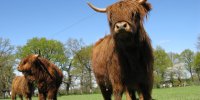 La Ferme du Monde Highland