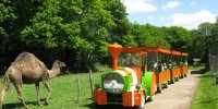 La Ferme du Monde Train avec chameau