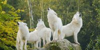 Loups blancs parc de sainte croix