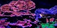corail découverte nausicaa