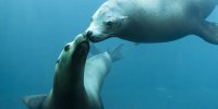 Otaries sous l'eau nausicaa tourisme