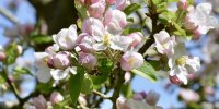 Fleurs de pommiers