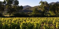 Les vignes baignées de lumière du Domaine La Gayolle.