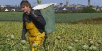 Récolte d'artichauts bio manuelle avec la hotte à St Pol de Léon dans la ceinture dorée