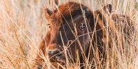 Bébé bison