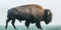 Bison de profil