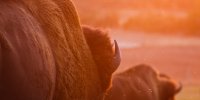 Bison de dos