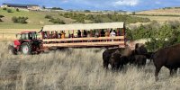 Visite en chariot guidée - Randals Bison