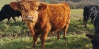 Visite de la Ferme - Les vaches