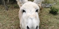 Ferdinand vous souhaite le bonjour !
