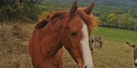 Visite de la Ferme - Les chevaux
