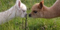 Bébés alpagas