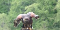 Rapace Parc Animalier du Hérisson