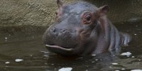 Hippopotames