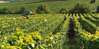 Vendanges champagne gratiot delugny