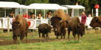 Bisons Safari Train - Réserve de Beaumarchais