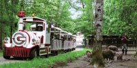 Sangliers Safari Train - Réserve de Beaumarchais