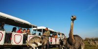 Nandous Safari Train - Réserve de Beaumarchais