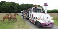 Cerfs Safari Train - Réserve de Beaumarchais