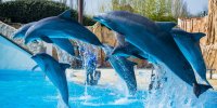 Dauphins parc astérix
